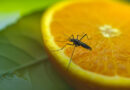 How to Get Rid of Fruit Flies